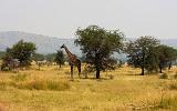 TANZANIA - Serengeti National Park - 461